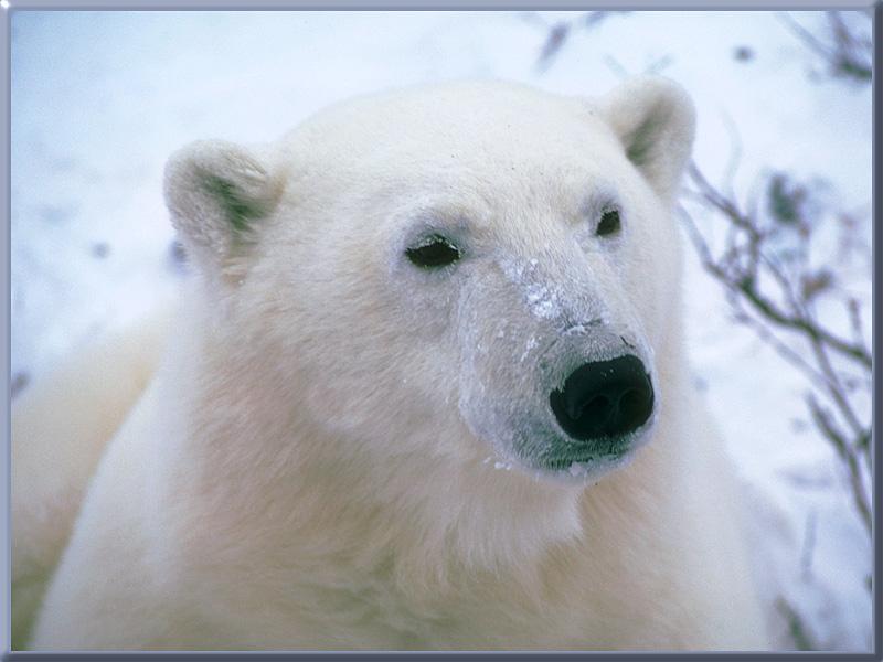 Ursinho dengoso - Polar Bear; DISPLAY FULL IMAGE.