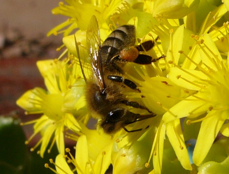 bees do it; DISPLAY FULL IMAGE.