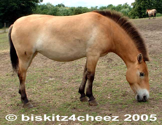 Przewalski's Horse; Image ONLY