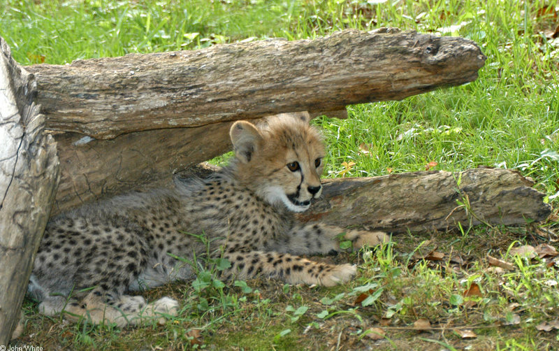 Cheetah kittens Cheetah (Acinonyx jubatus)0001; DISPLAY FULL IMAGE.