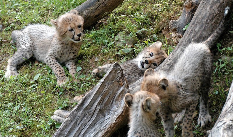 Cheetah kittens Cheetah (Acinonyx jubatus)0002; DISPLAY FULL IMAGE.