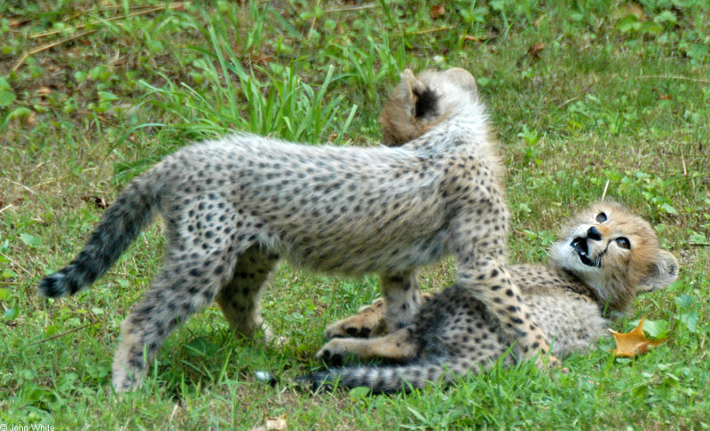 Cheetah kittens Cheetah (Acinonyx jubatus)0003; DISPLAY FULL IMAGE.