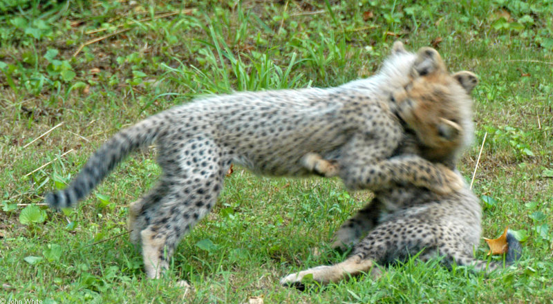Cheetah kittens Cheetah (Acinonyx jubatus)0004; DISPLAY FULL IMAGE.