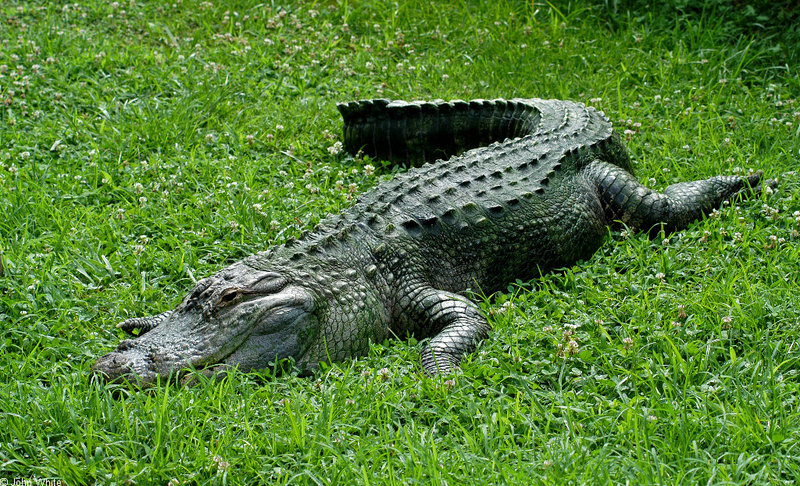 Misc. Critters - American Alligator (Alligator mississipiensis)0001 - gator (Alligator mississippiensis); DISPLAY FULL IMAGE.