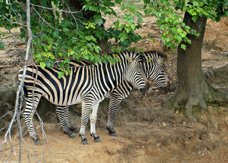 Misc. Critters Zebra; DISPLAY FULL IMAGE.