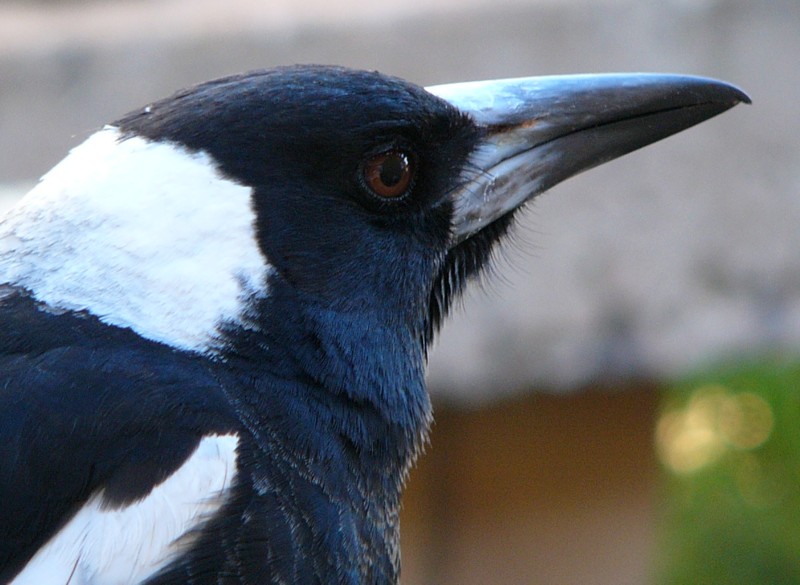Australian Magpie on alert; DISPLAY FULL IMAGE.