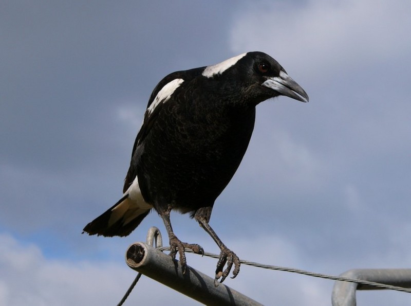 Aussie icons - Australian magpie; DISPLAY FULL IMAGE.