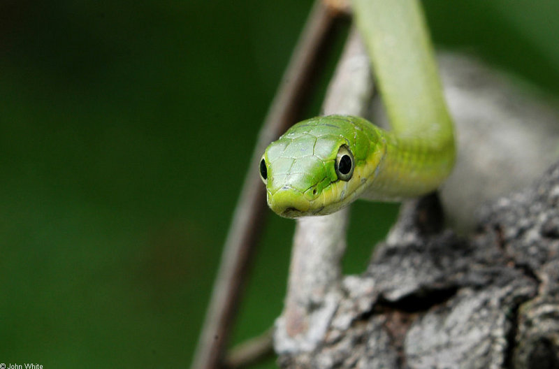 Rough Green Snake (Opheodrys aestivus); DISPLAY FULL IMAGE.