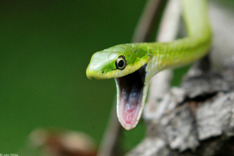 Rough Green Snake (Opheodrys aestivus); DISPLAY FULL IMAGE.