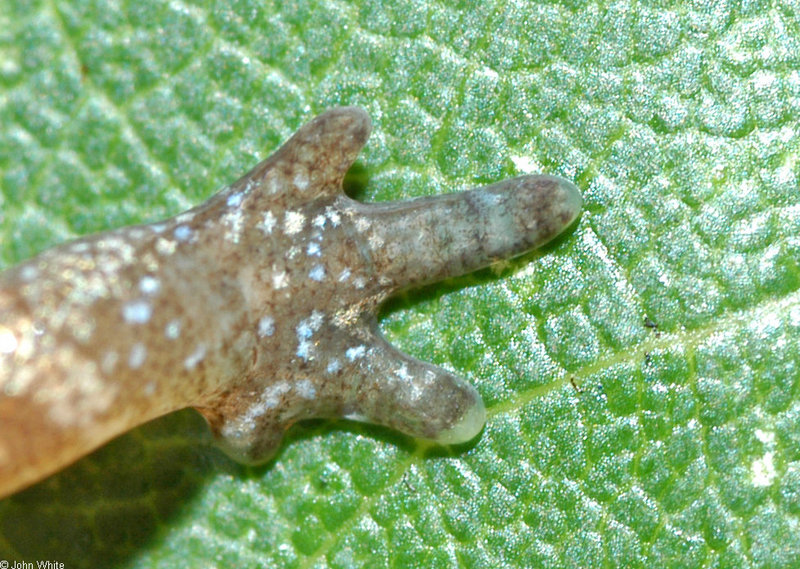 Four-toed Salamander (Hemidactylium scutatum) 0117; DISPLAY FULL IMAGE.