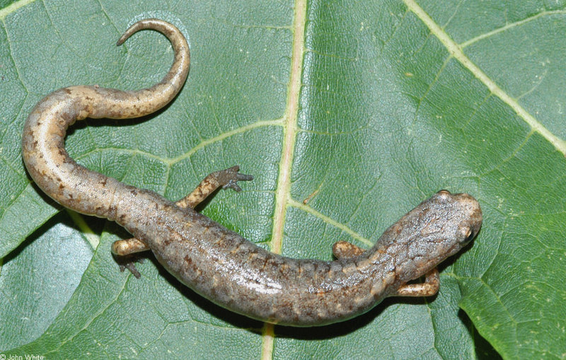 Four-toed Salamander (Hemidactylium scutatum) 0121; DISPLAY FULL IMAGE.