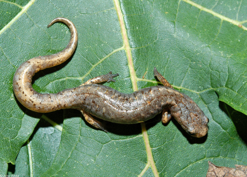 Four-toed Salamander (Hemidactylium scutatum) 0102; DISPLAY FULL IMAGE.