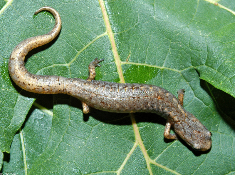 Four-toed Salamander (Hemidactylium scutatum) 0103; DISPLAY FULL IMAGE.