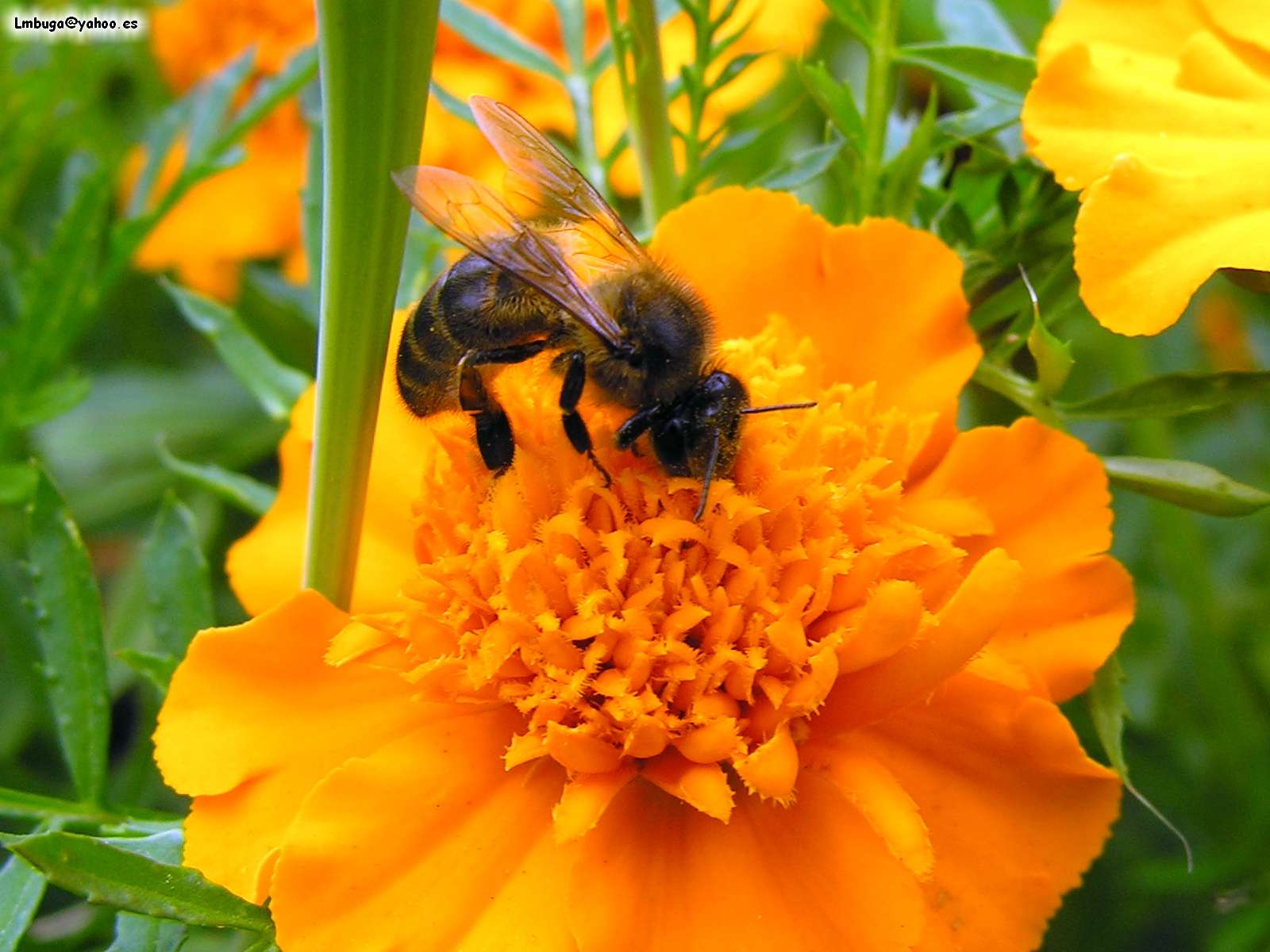 bee-on-spanish-needle-flower-amelia-island-living-emagazine