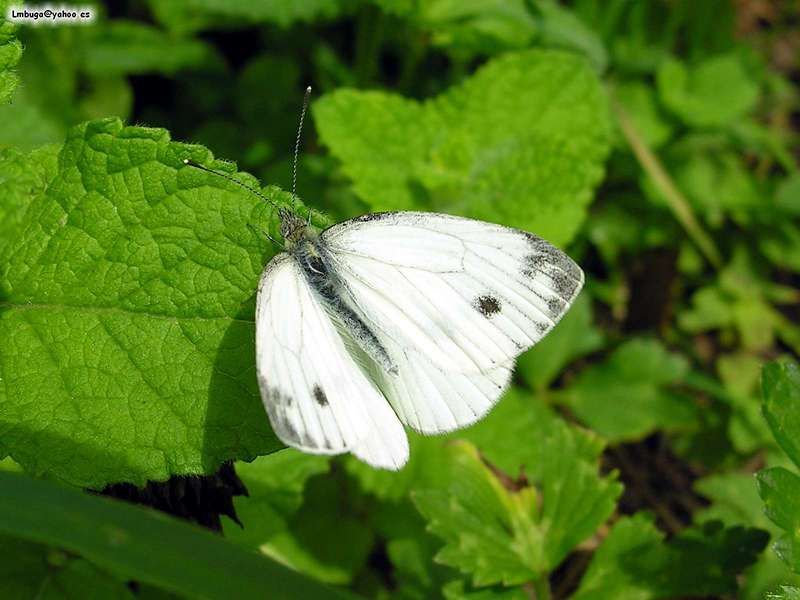 butterfly; DISPLAY FULL IMAGE.