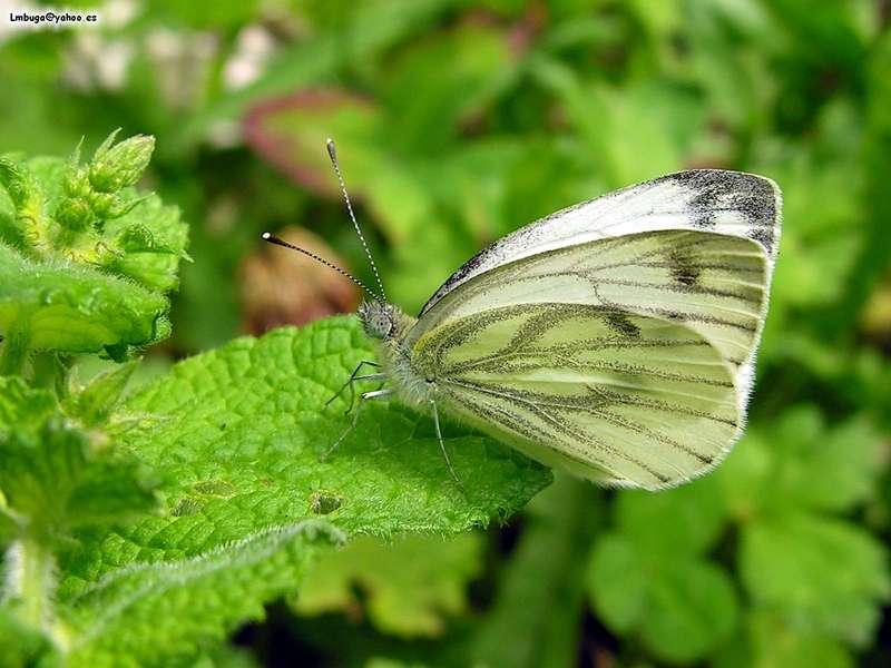 butterfly; DISPLAY FULL IMAGE.