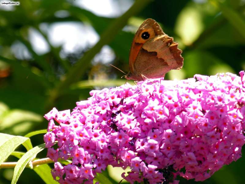 butterfly; DISPLAY FULL IMAGE.