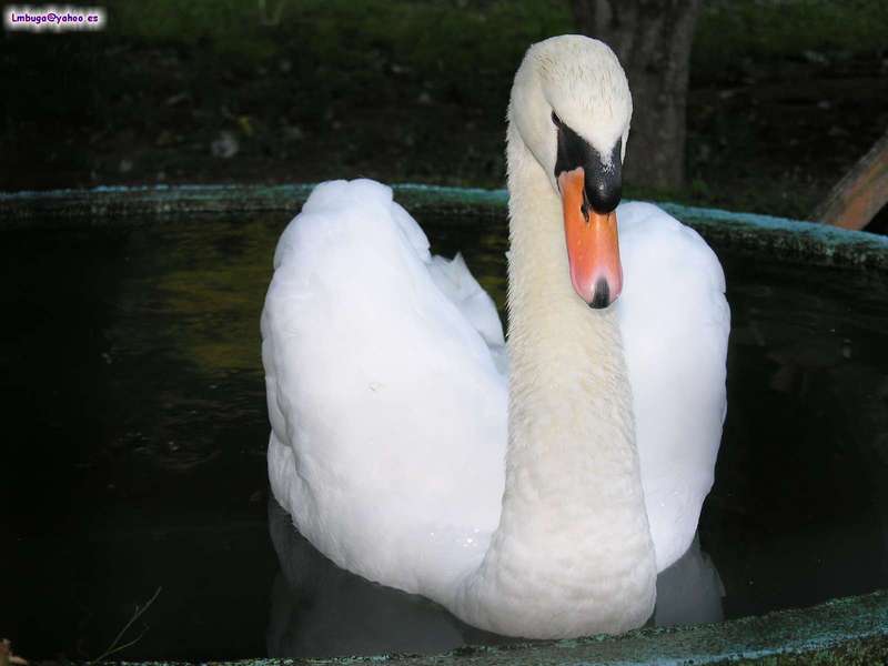 swan; DISPLAY FULL IMAGE.