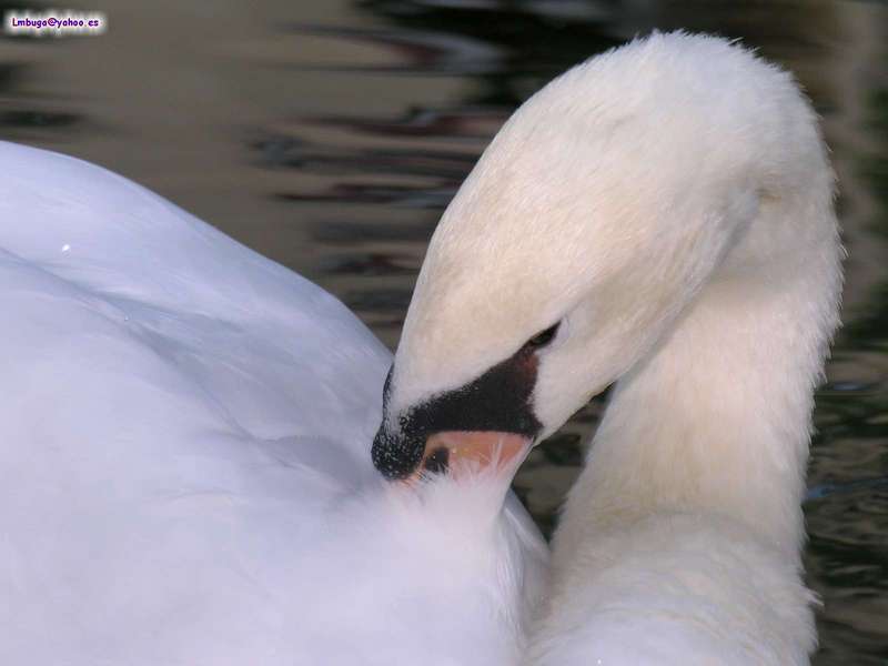 swan; DISPLAY FULL IMAGE.