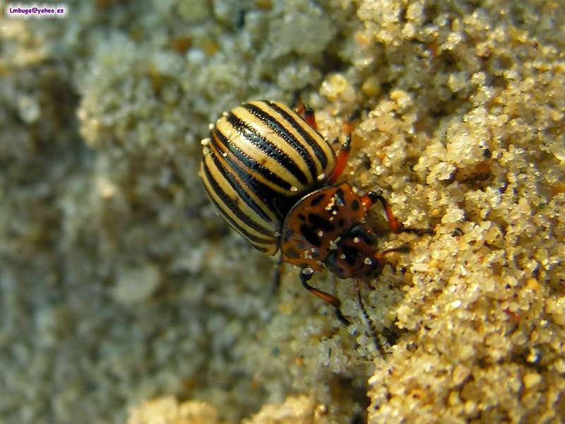 Potato Beatle; DISPLAY FULL IMAGE.