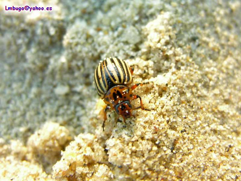 potato beatle; DISPLAY FULL IMAGE.