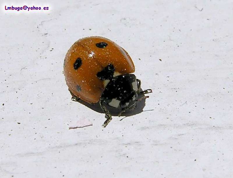ladybug; DISPLAY FULL IMAGE.