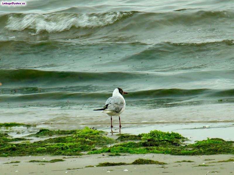 gull; DISPLAY FULL IMAGE.