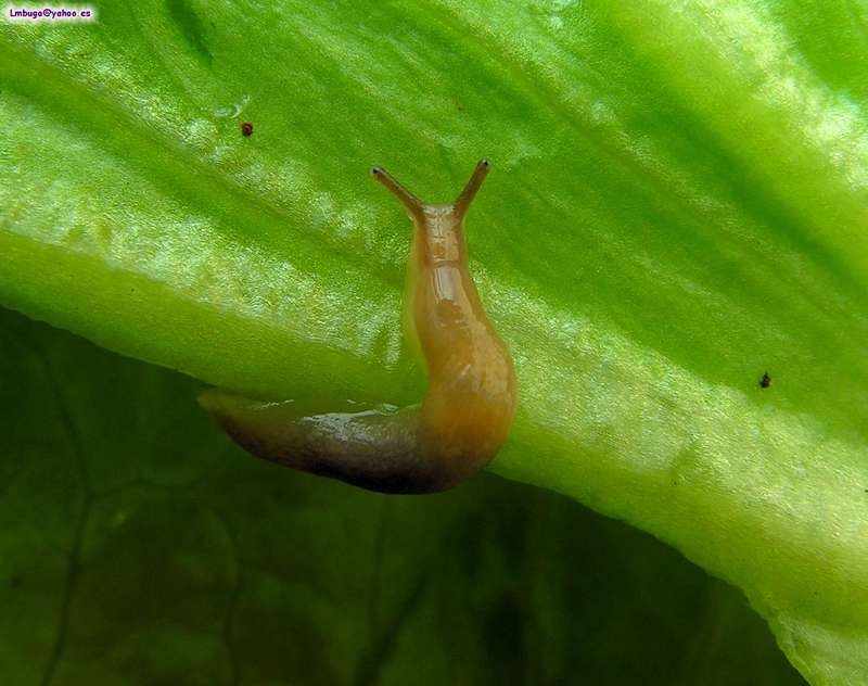 ?, snail without shell; DISPLAY FULL IMAGE.