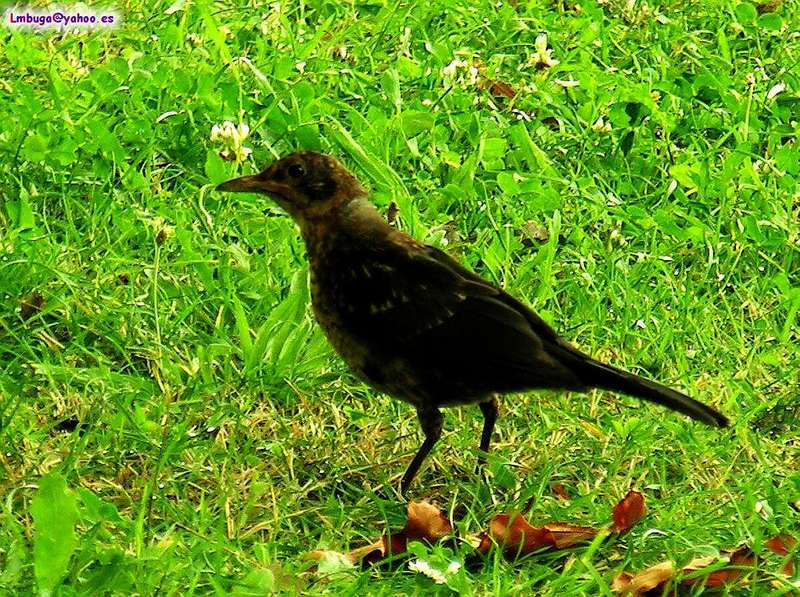 Common Blackbird; DISPLAY FULL IMAGE.