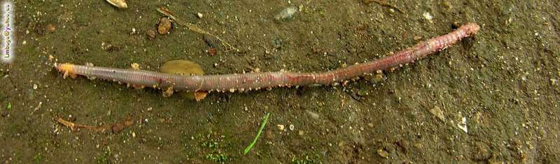 Earthworm; DISPLAY FULL IMAGE.