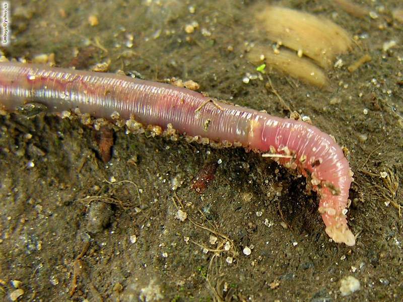 Earthworm; DISPLAY FULL IMAGE.