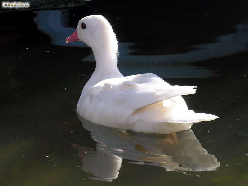 duck; DISPLAY FULL IMAGE.