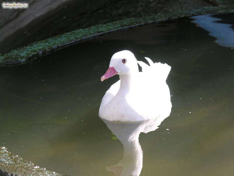 duck; DISPLAY FULL IMAGE.