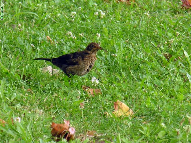 Blackbird female?; DISPLAY FULL IMAGE.