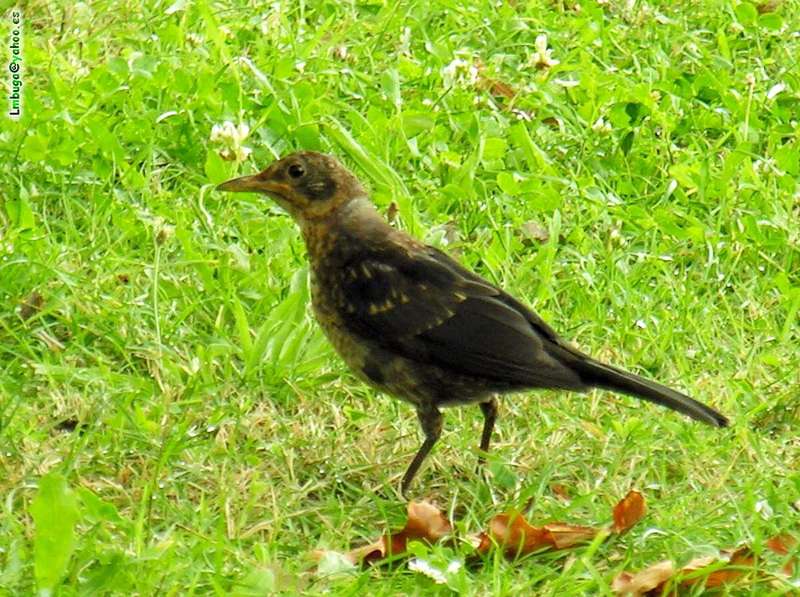 Common blackbird female; DISPLAY FULL IMAGE.