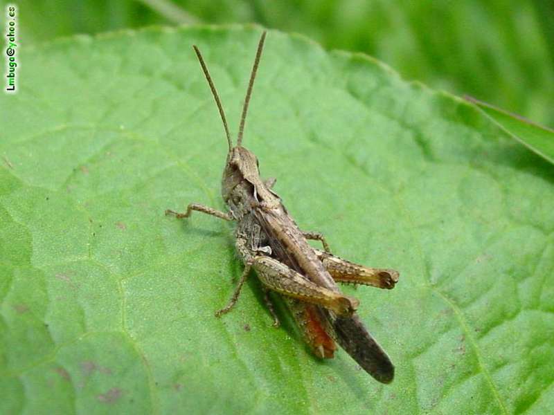grasshopper; DISPLAY FULL IMAGE.