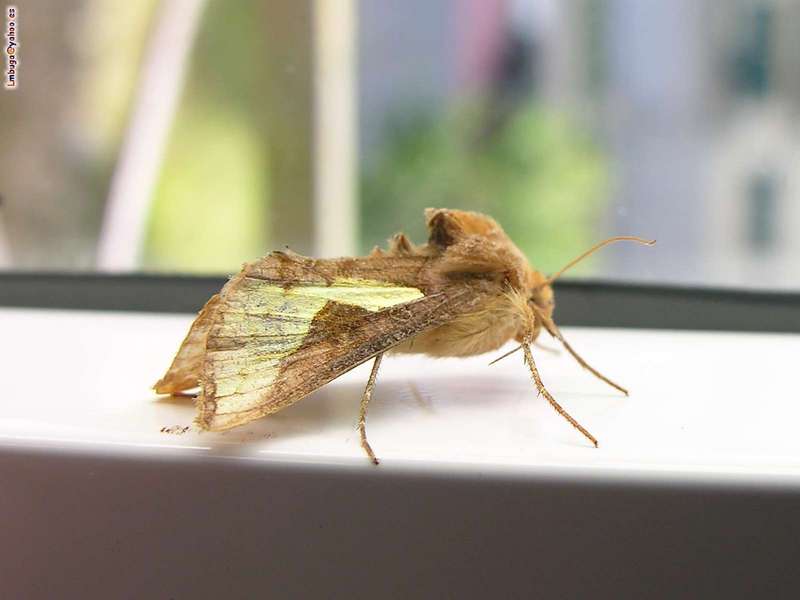 moth; DISPLAY FULL IMAGE.