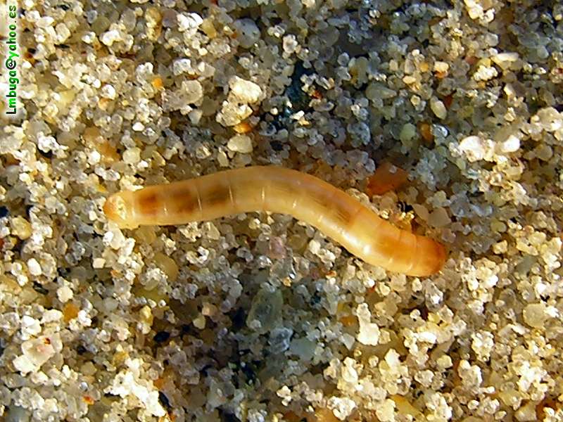 worm; DISPLAY FULL IMAGE.