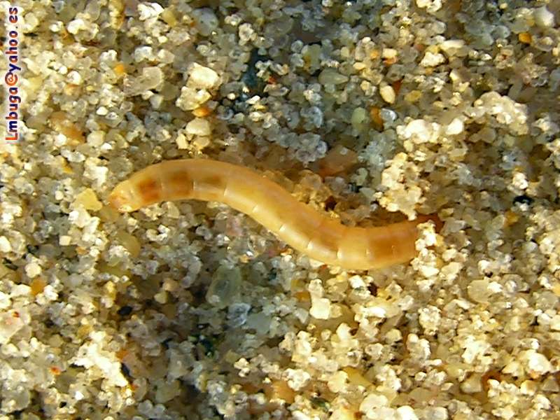 worm of beach; DISPLAY FULL IMAGE.