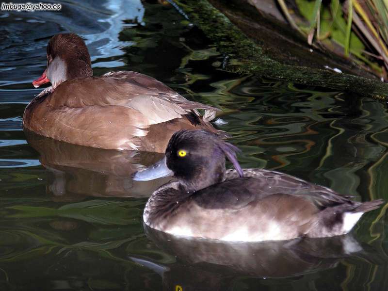 ducks; DISPLAY FULL IMAGE.