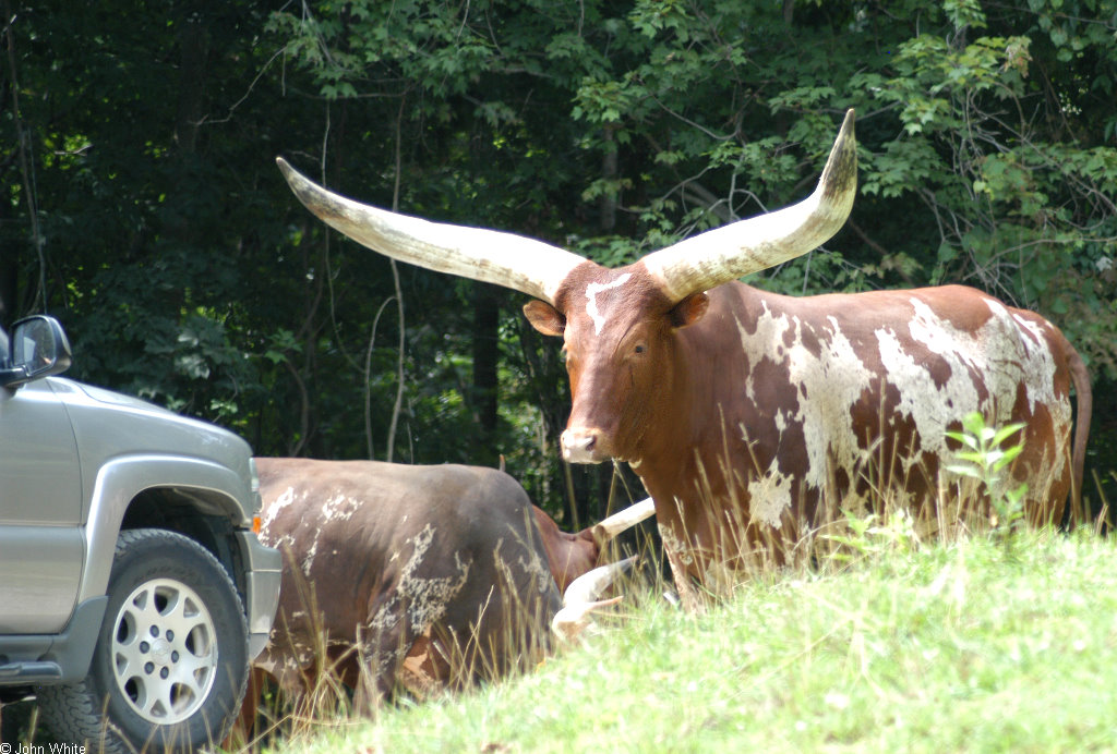 Watusi Cattle (Bos taurus) 0009; Image ONLY