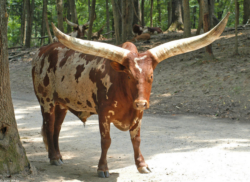 Watusi Cattle (Bos taurus) 0032; DISPLAY FULL IMAGE.