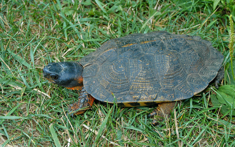 Wood Turtle (Clemmys insculpta) 0101; DISPLAY FULL IMAGE.