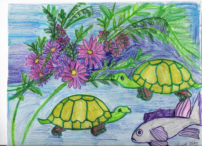 turtles and fish; DISPLAY FULL IMAGE.