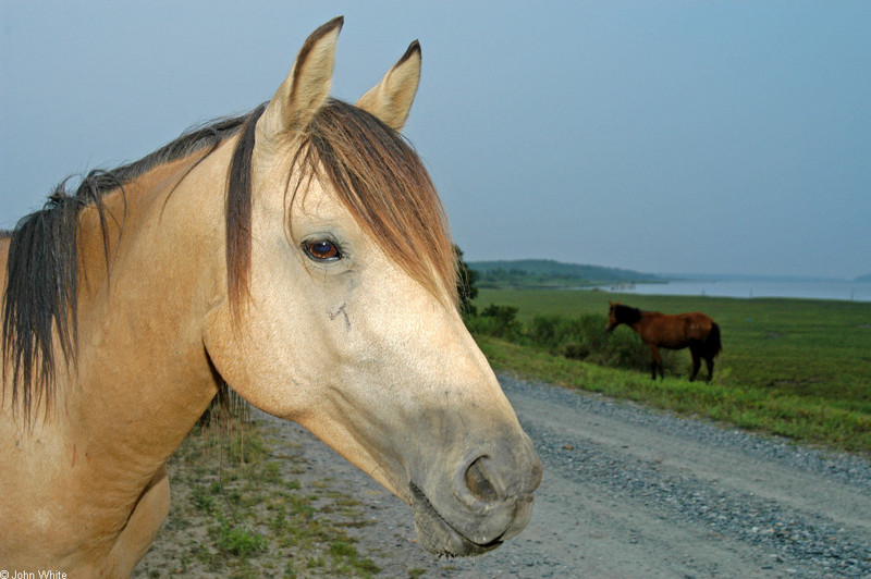 Assateague Island Pony (Equus caballus) 0001; DISPLAY FULL IMAGE.