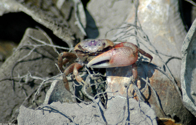 Fiddler Crab (Uca pugnax) 0002; DISPLAY FULL IMAGE.