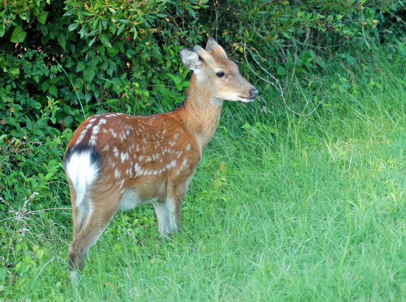 Sika Deer (Cervus nippon); DISPLAY FULL IMAGE.