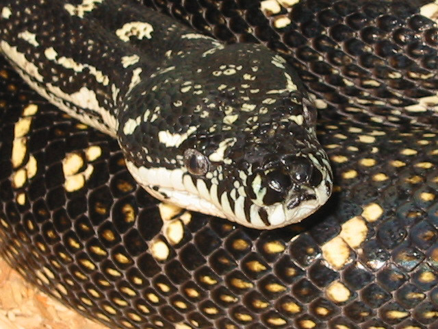 Diamond python Morelia spilota spilota; Image ONLY