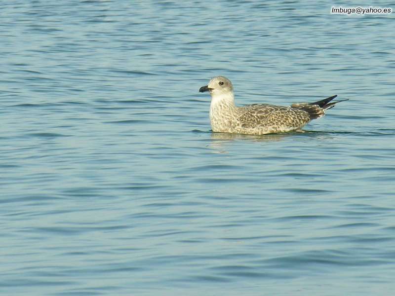 gull; DISPLAY FULL IMAGE.