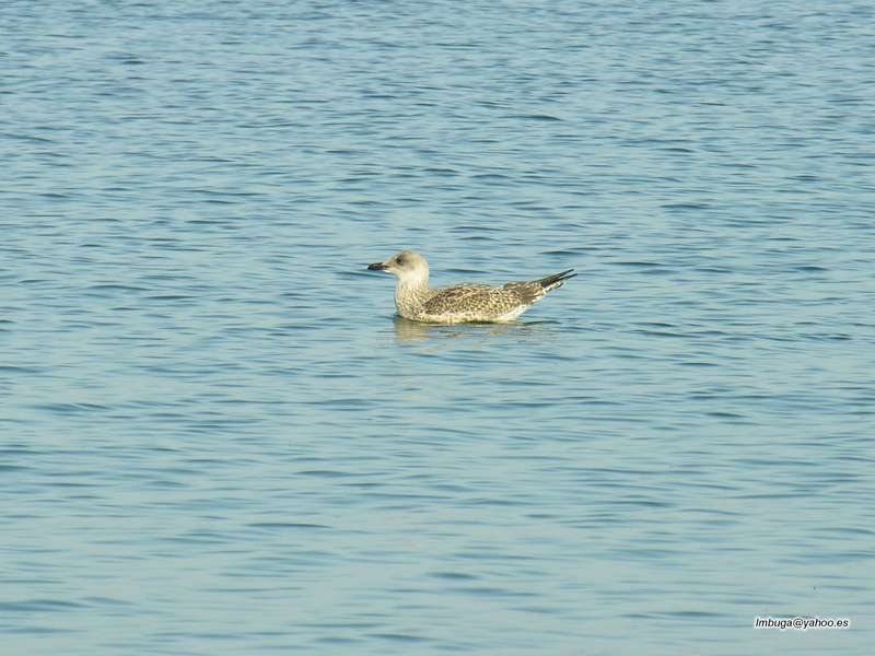 gull; DISPLAY FULL IMAGE.